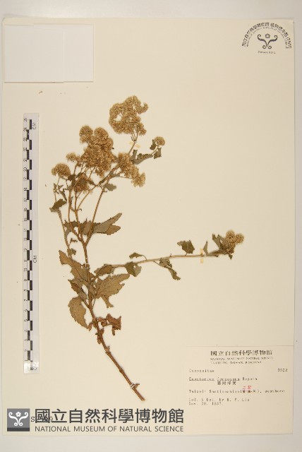 臺灣澤蘭藏品圖，第1張