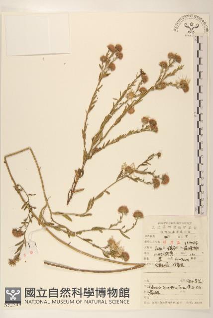 全葉馬蘭藏品圖，第1張