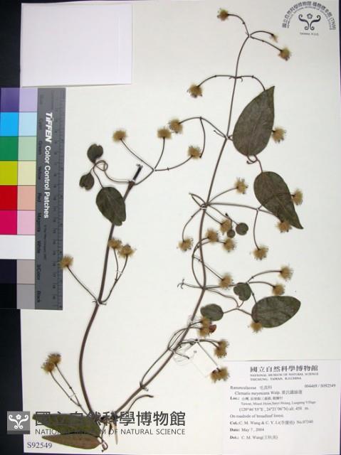 麥氏鐵線蓮藏品圖，第1張