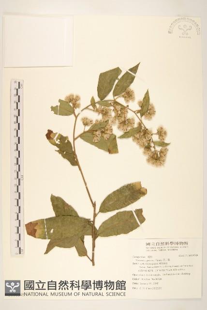 過山龍藏品圖，第1張