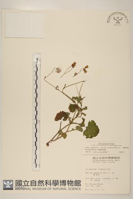 紫背草藏品圖，第1張