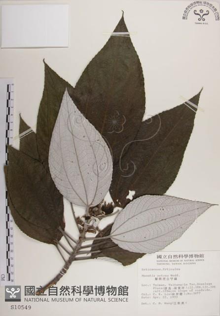 蘭嶼水絲麻藏品圖，第1張