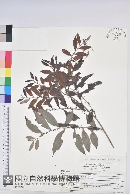 裡白饅頭果藏品圖，第1張