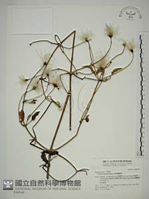 田代氏鐵線蓮藏品圖，第1張