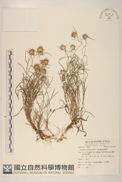 細葉鼠麴草藏品圖，第1張