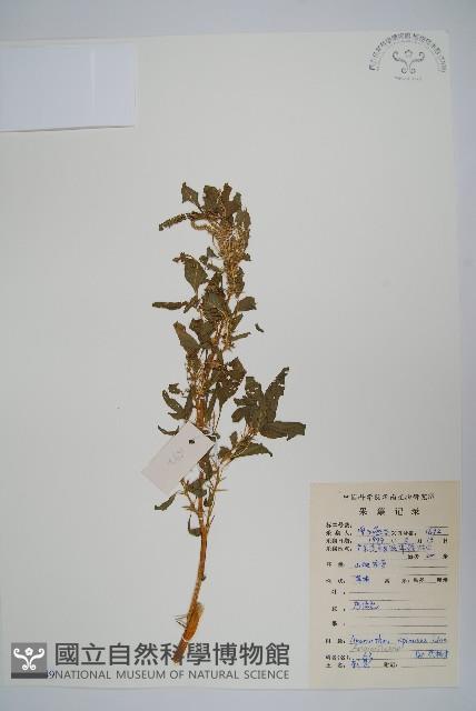 刺莧藏品圖，第1張