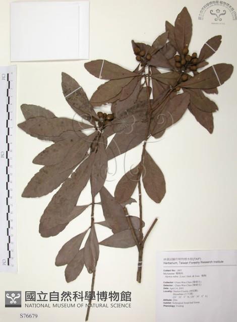 楊梅藏品圖，第1張