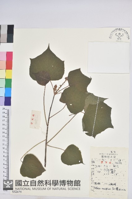 野桐藏品圖，第1張