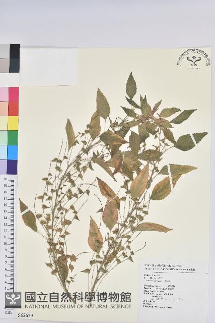 鐵莧菜藏品圖，第1張