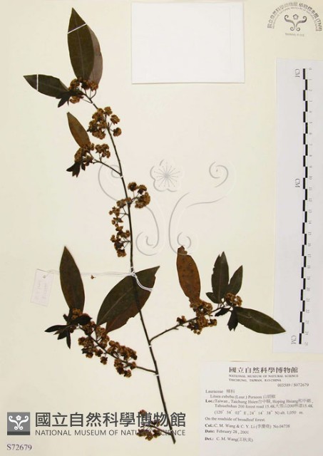 山胡椒藏品圖，第1張