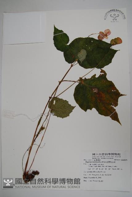 溪頭秋海棠藏品圖，第1張