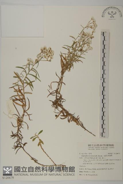 玉山抱莖籟簫藏品圖，第1張