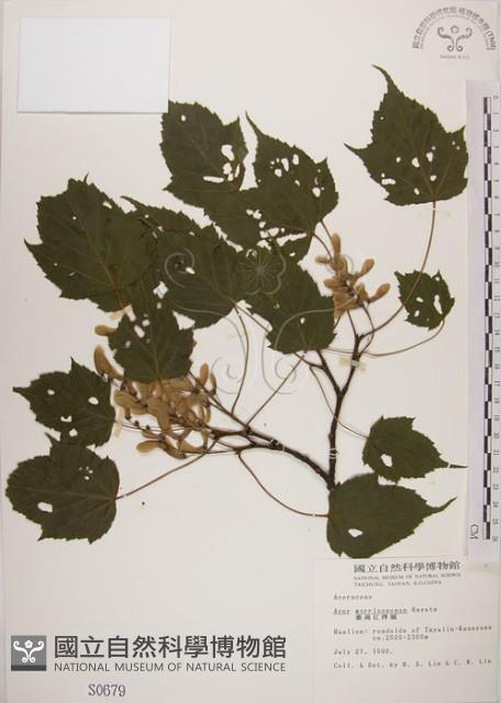 臺灣紅榨槭藏品圖，第1張