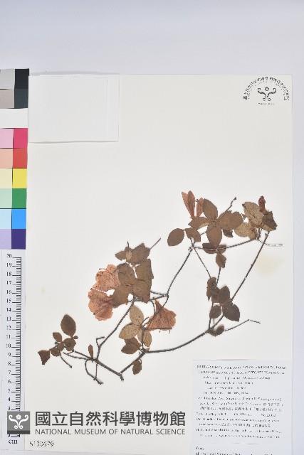 登錄號:S130679藏品圖，第1張