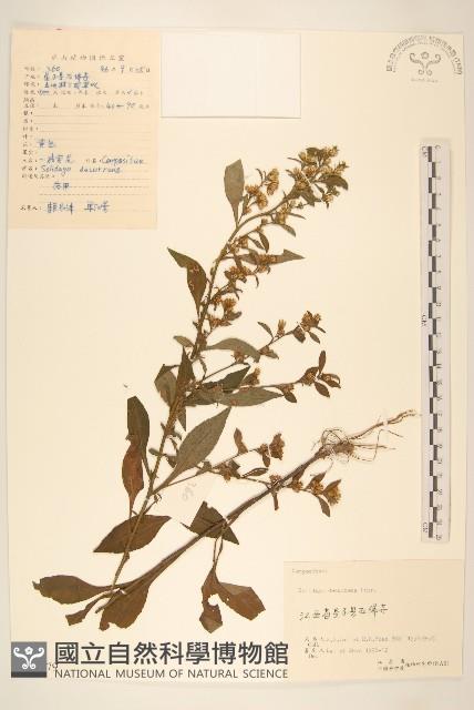 一枝黃花藏品圖，第1張