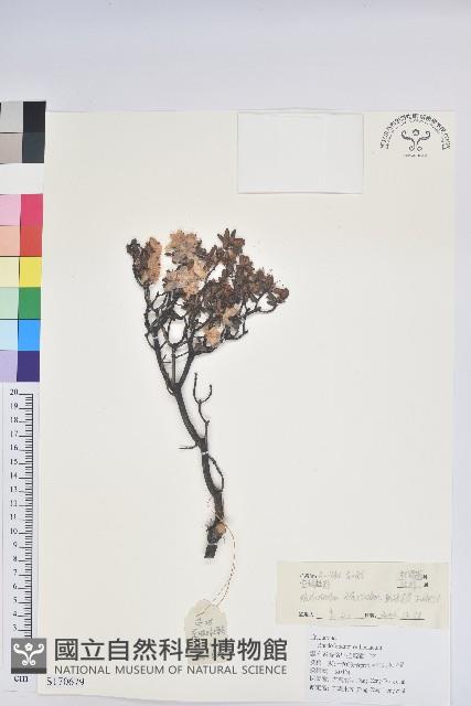 直枝杜鵑藏品圖，第1張