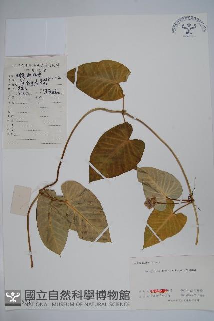 蘿藦藏品圖，第1張