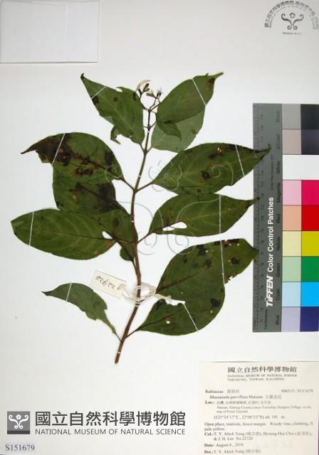 玉葉金花藏品圖，第1張