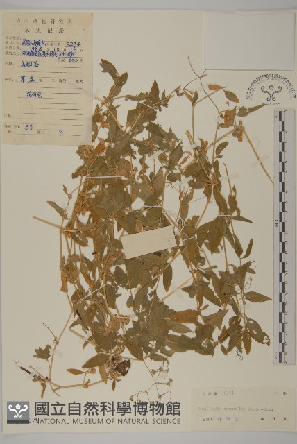 疏花繁縷藏品圖，第1張