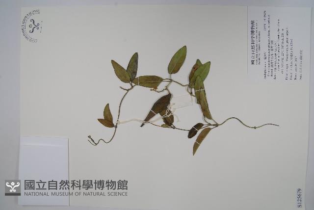 臺灣牛皮消、臺灣白薇藏品圖，第1張