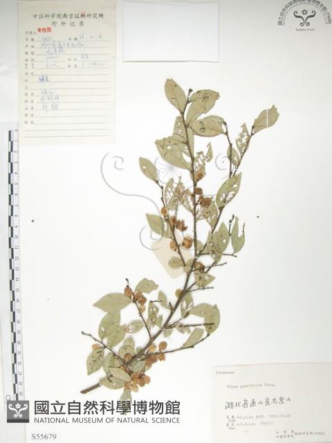 紅雞油、榔榆藏品圖，第1張