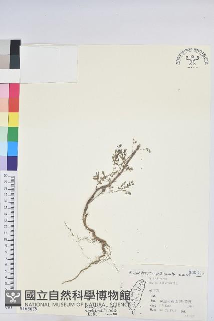 葉下珠、珠仔草藏品圖，第1張