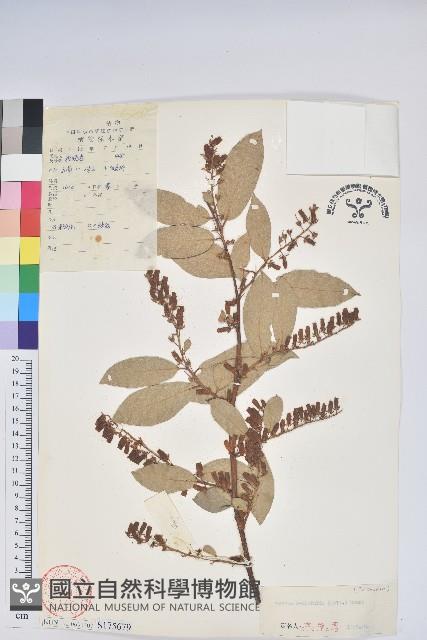 南燭藏品圖，第1張