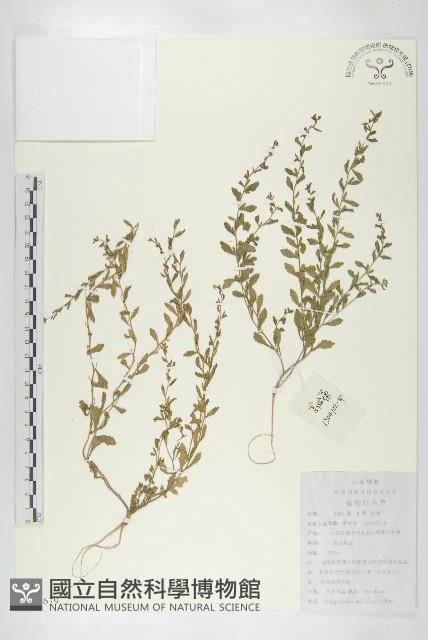 廣東葶藶藏品圖，第1張