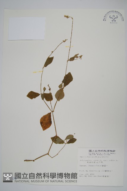 假川牛膝藏品圖，第1張