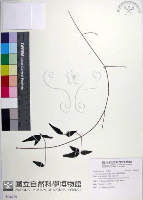 臺灣鐵線蓮藏品圖，第1張