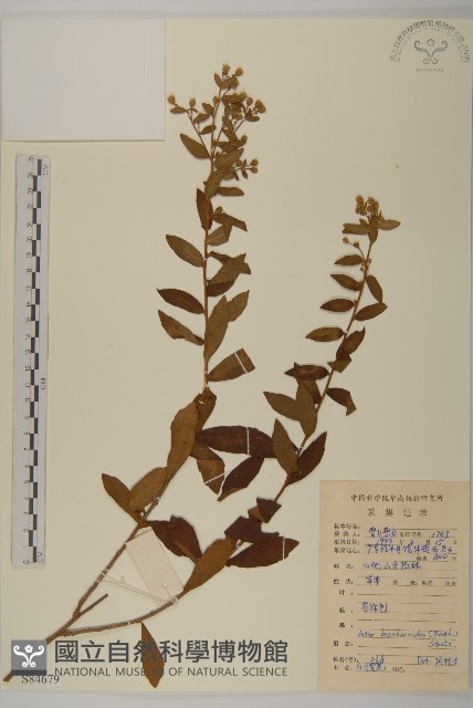白舌紫菀藏品圖，第1張