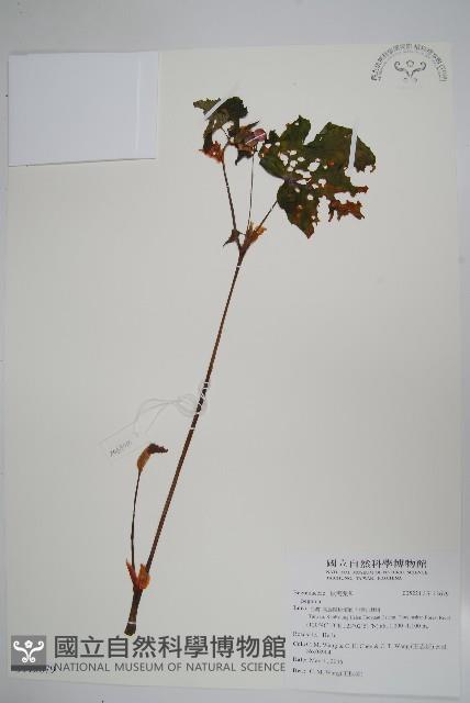 登錄號:S113679藏品圖，第1張