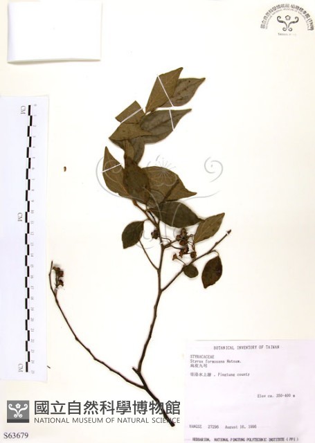 烏皮九芎、奮起湖野茉莉藏品圖，第1張
