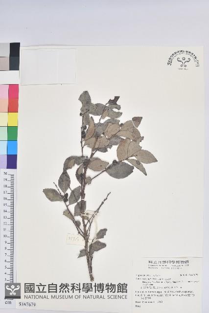 登錄號:S167679藏品圖，第1張