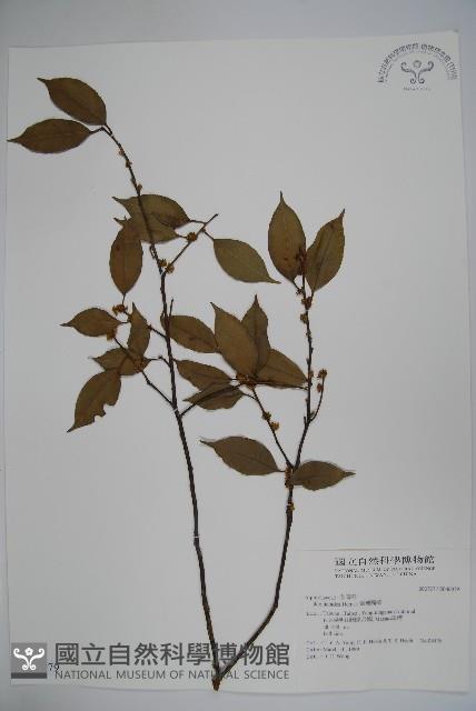 Accession Number:S046079 Collection Image, Figure 1, Total 2 Figures