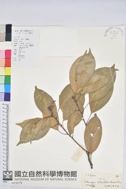 橿葉柯藏品圖，第1張