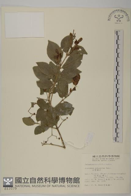 刺果衛矛藏品圖，第1張