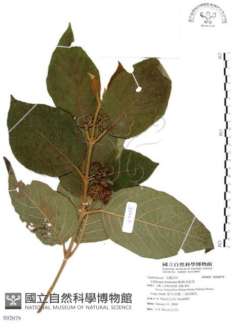 杜虹花，台灣紫珠藏品圖，第1張