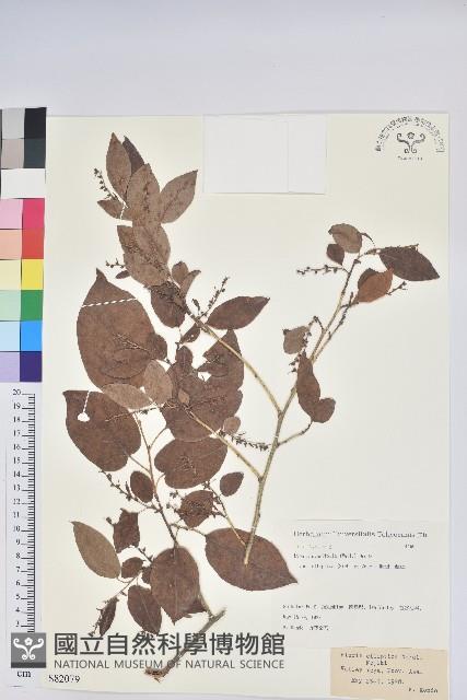 小果南燭藏品圖，第1張