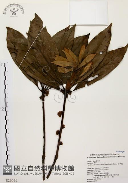 五掌楠藏品圖，第1張