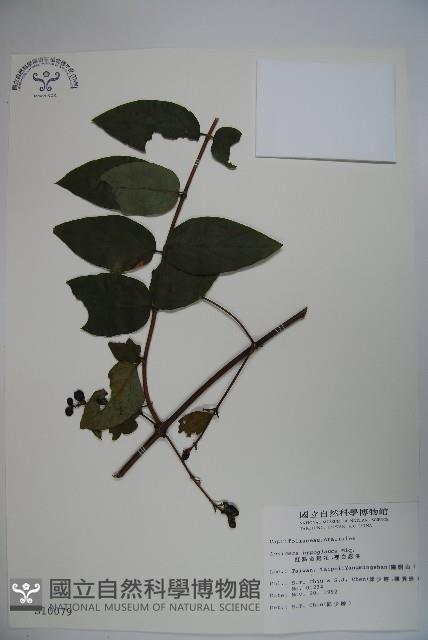 裡白忍冬、紅腺忍冬藏品圖，第1張