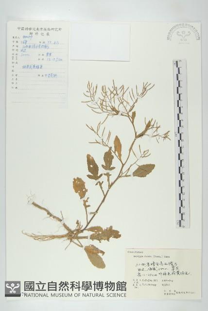 小葶藶藏品圖，第1張