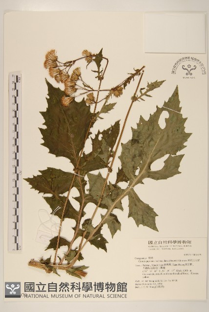 黃花三七草藏品圖，第1張