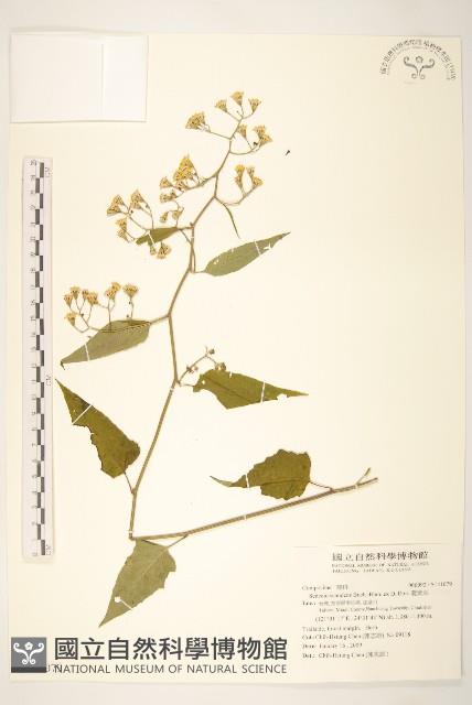 蔓黃菀藏品圖，第1張