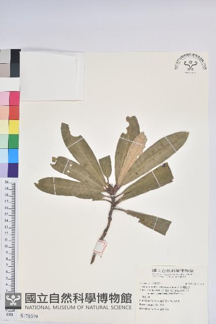 臺灣杜鵑藏品圖，第1張