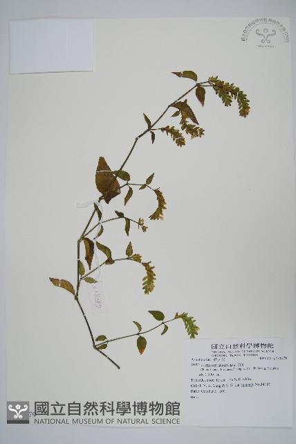 登錄號:S081079藏品圖，第1張