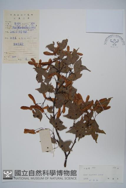 嶺南槭藏品圖，第1張