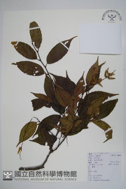 雷公鵝耳櫪藏品圖，第1張