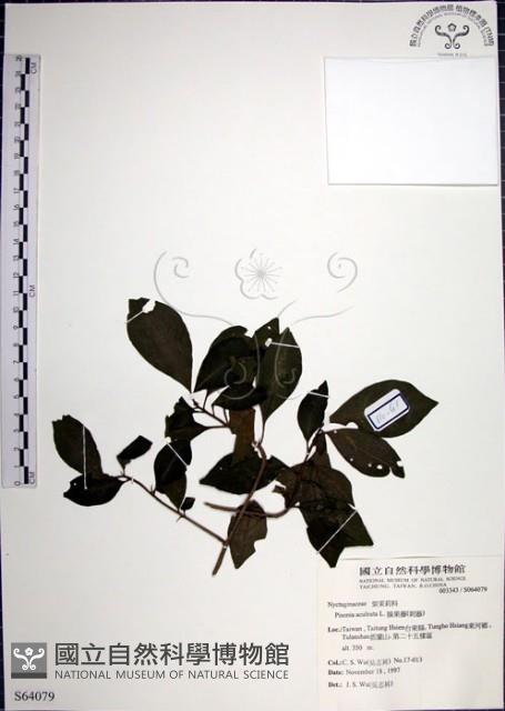 腺果藤、刺藤藏品圖，第1張