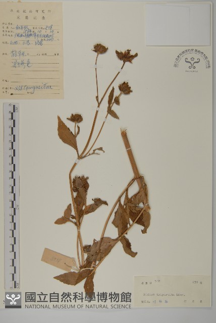 狼把草藏品圖，第1張